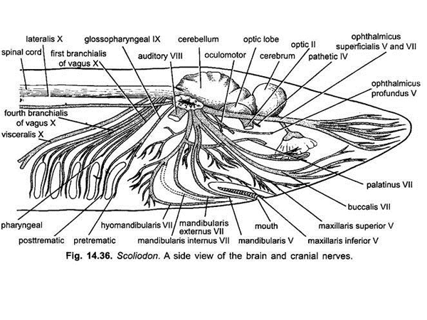 Nervous System of Dogfish (With Diagram)