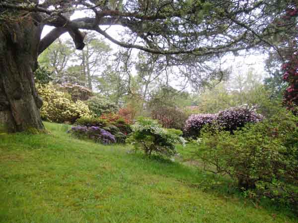 RHODODENDRONS at Glenarn at Rhu
