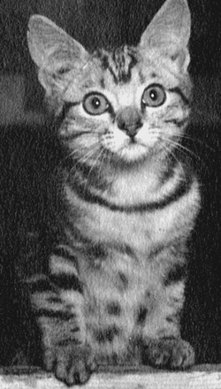 Pyro-as-kitten-w